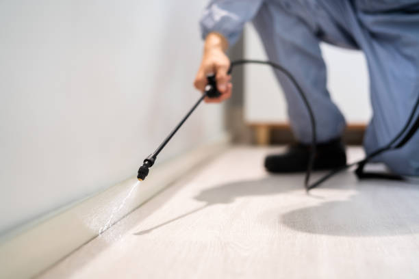 Licensed Termite Control service in Hampshire County County, MA - Nex Pest Control